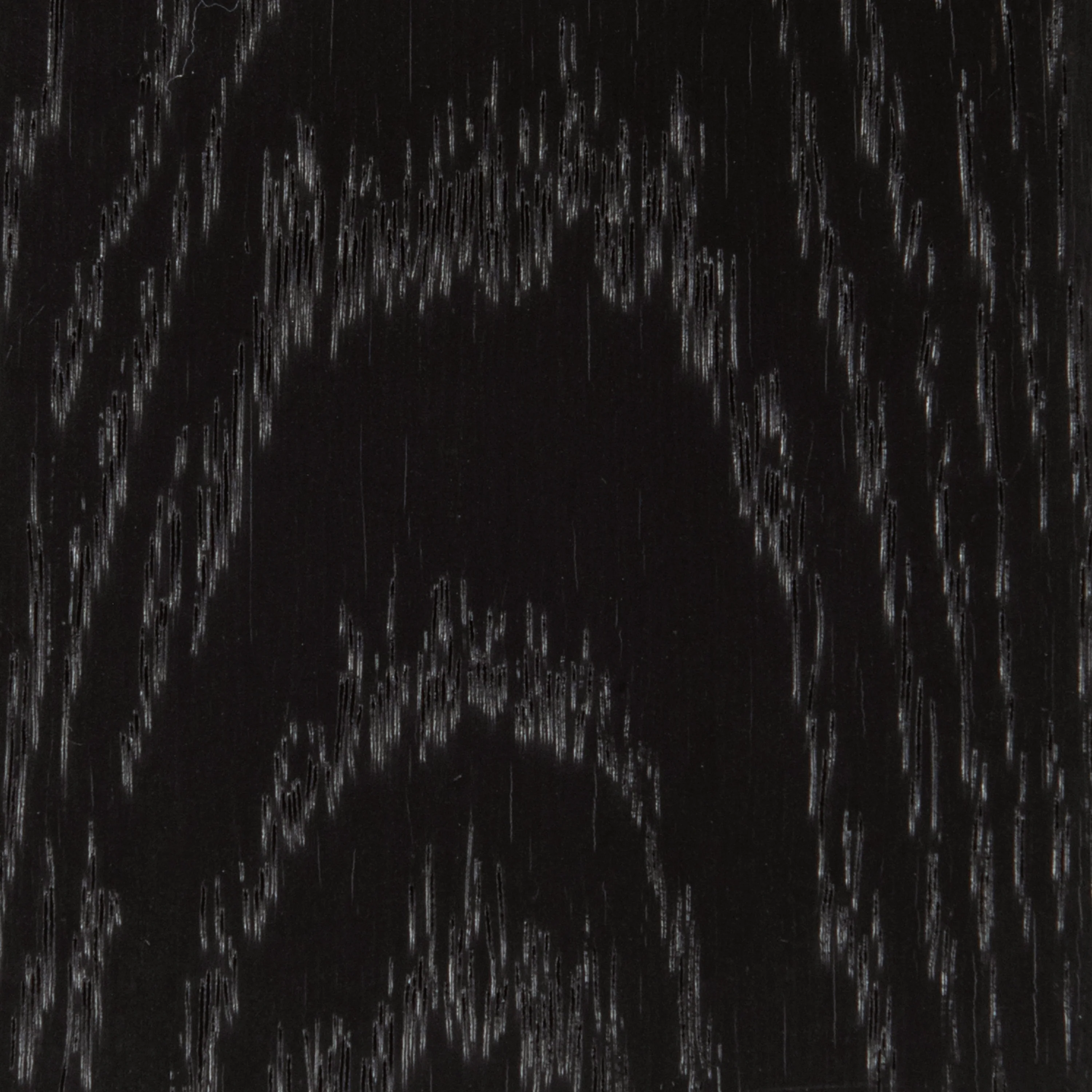 Gus - Image 9